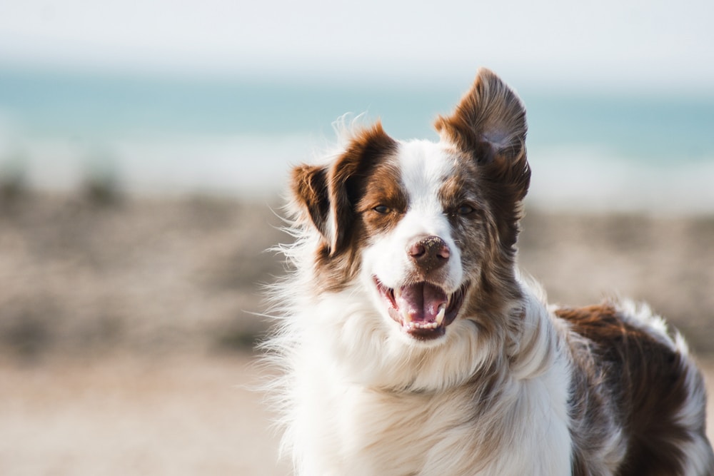 Alimentazione cane